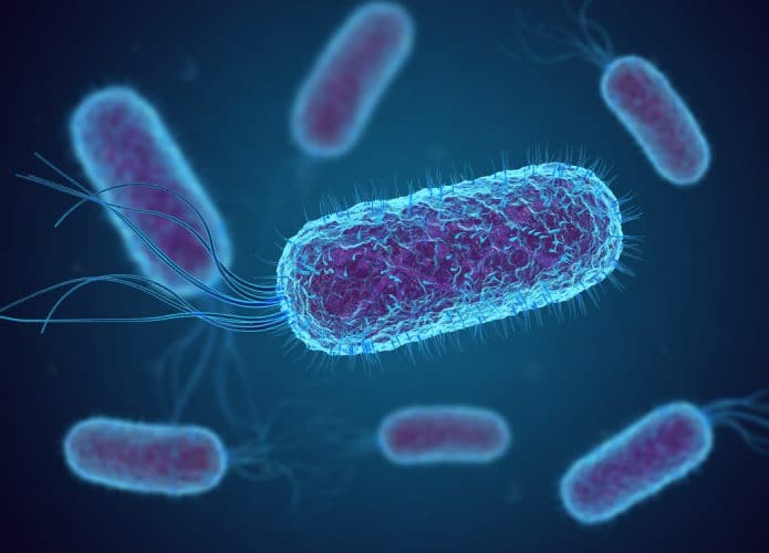 E.-coli-695x500