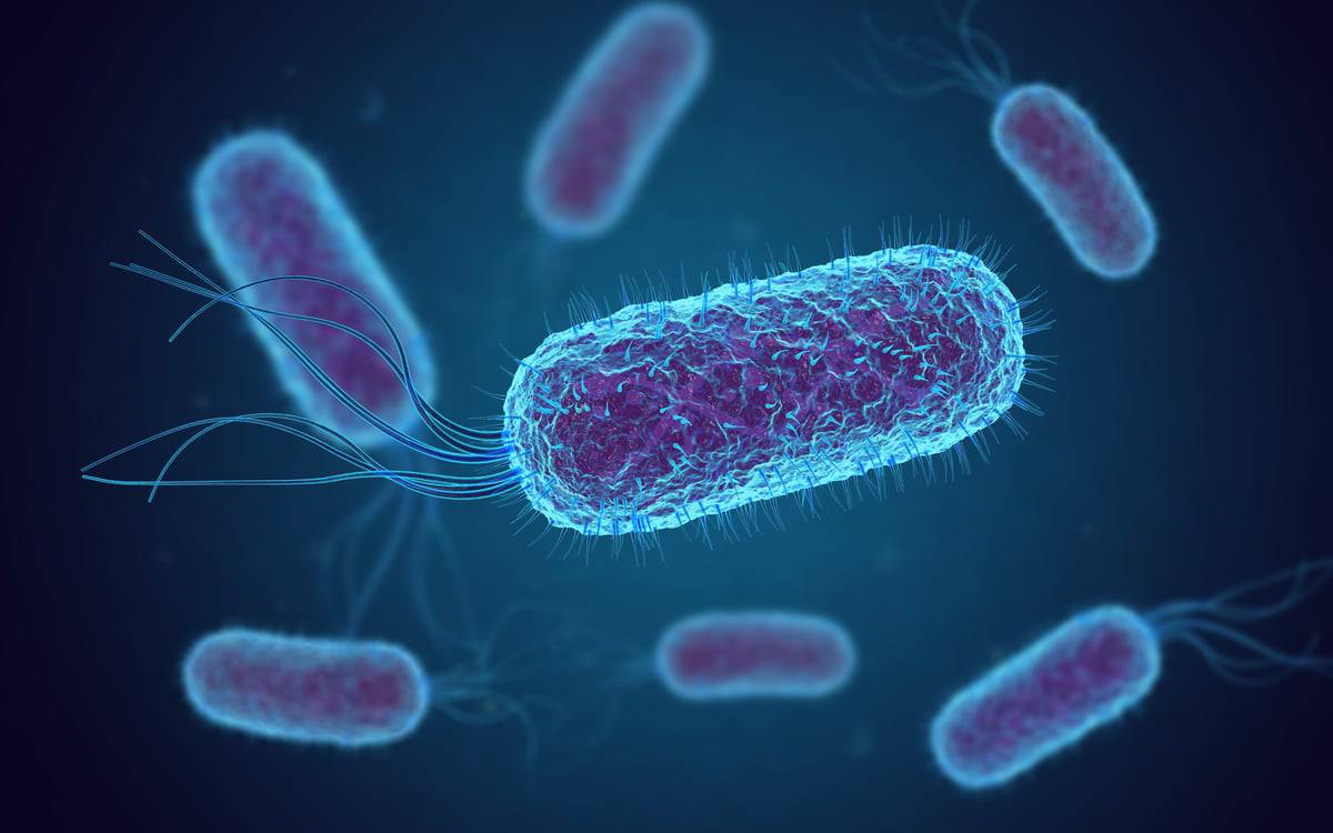 E.-coli