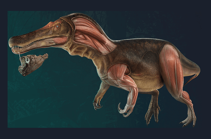 Iberospinus-natarioi-dinossauro-1-695x459.png
