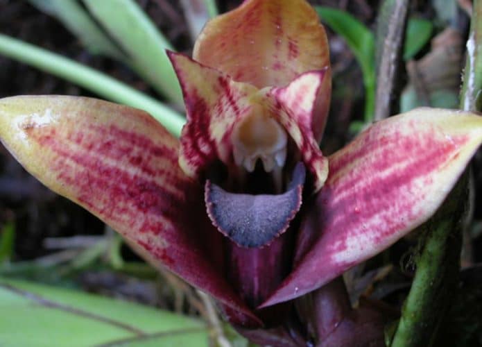 Orquidea Maxillaria Anacatalina-Portillae