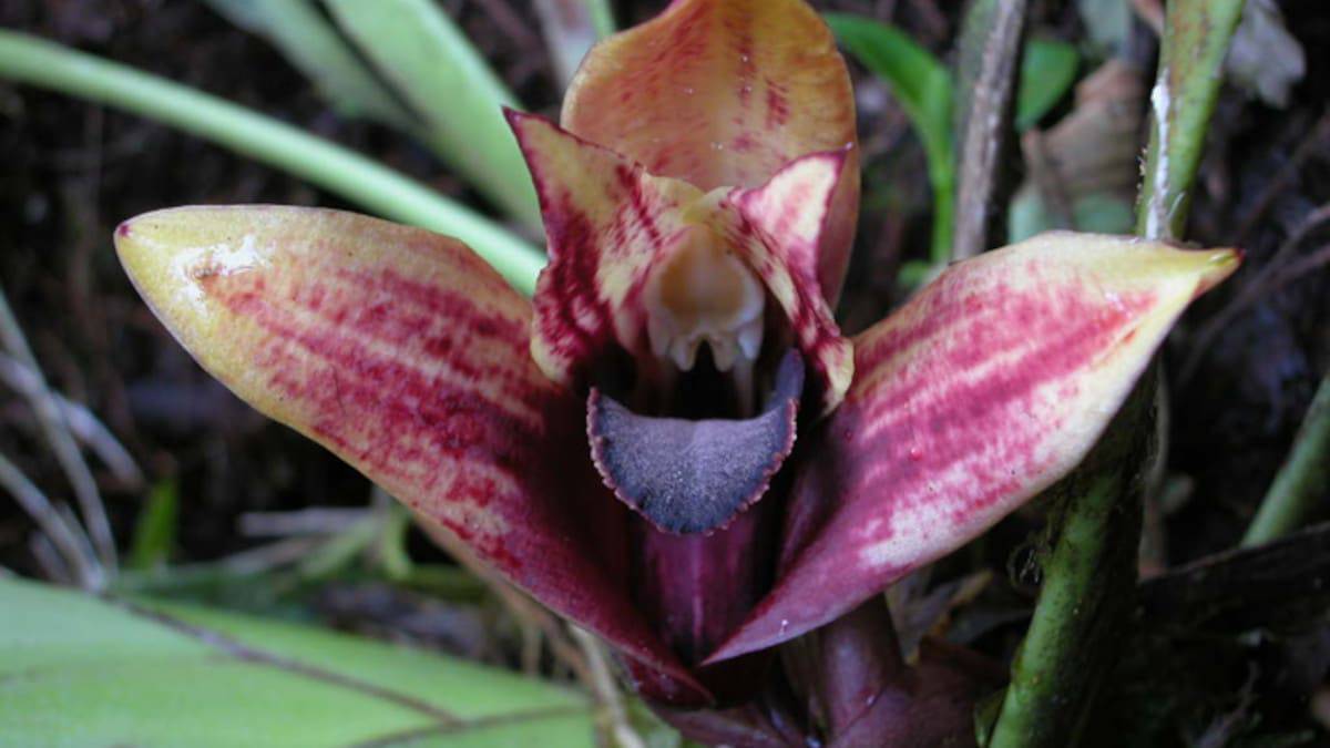 Orquidea Maxillaria Anacatalina-Portillae