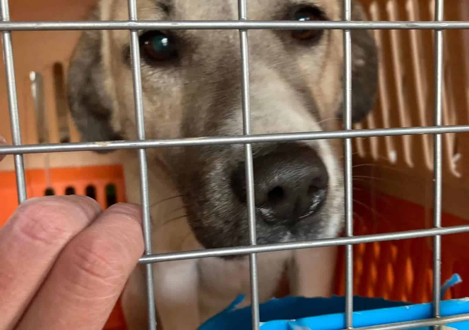 Um dos cães que foram resgatados do Afeganistão e que voaram em um cargueiro para o Canadá