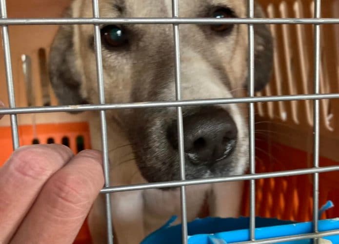 Um dos cães que foram resgatados do Afeganistão e que voaram em um cargueiro para o Canadá
