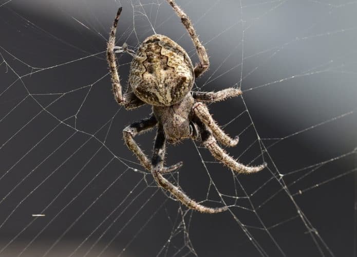 aranha-695x500