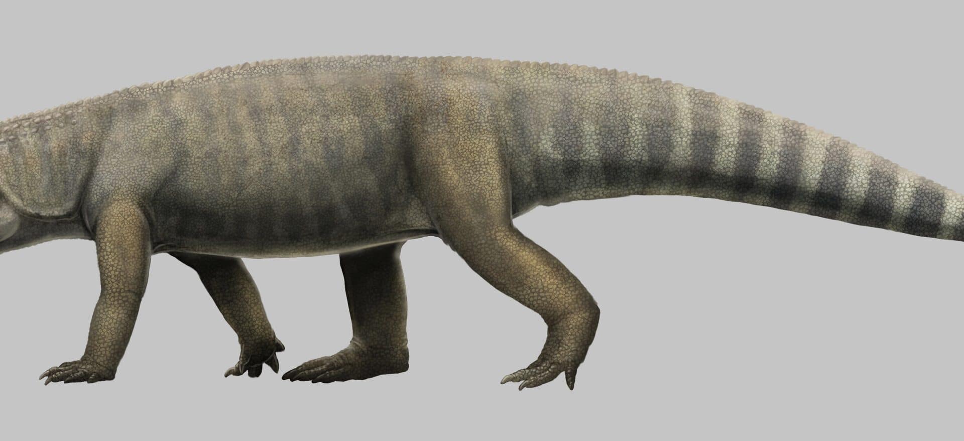fossils-excavated-in-t-1920x878