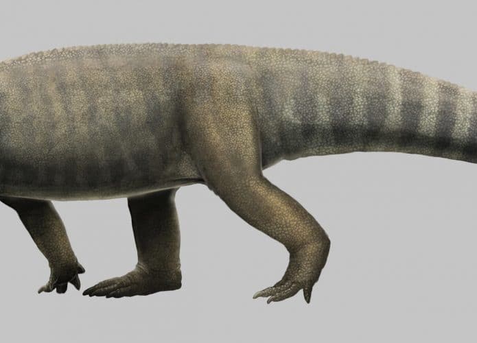fossils-excavated-in-t-695x500