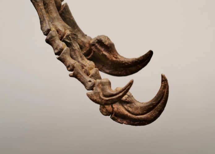 garra-de-dinossauro-695x500