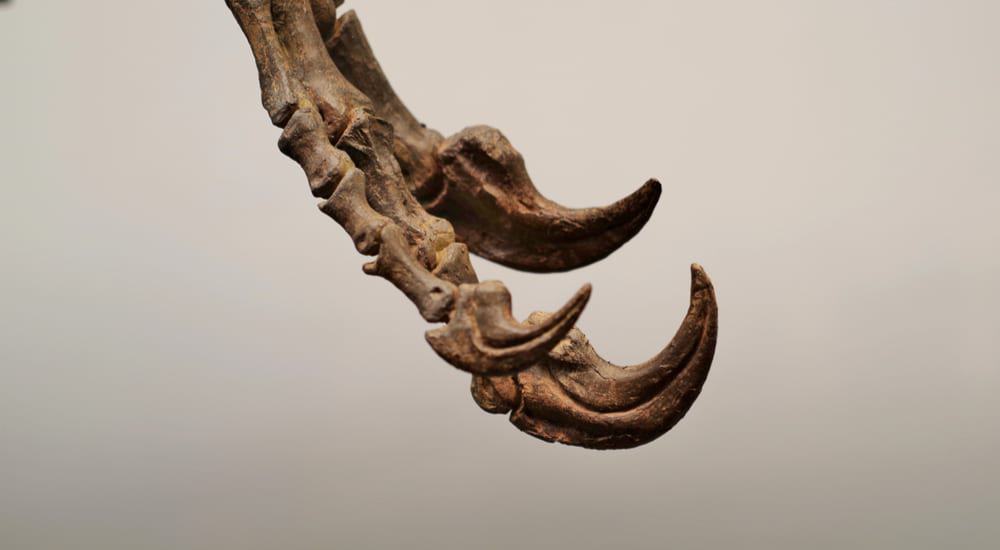 garra-de-dinossauro