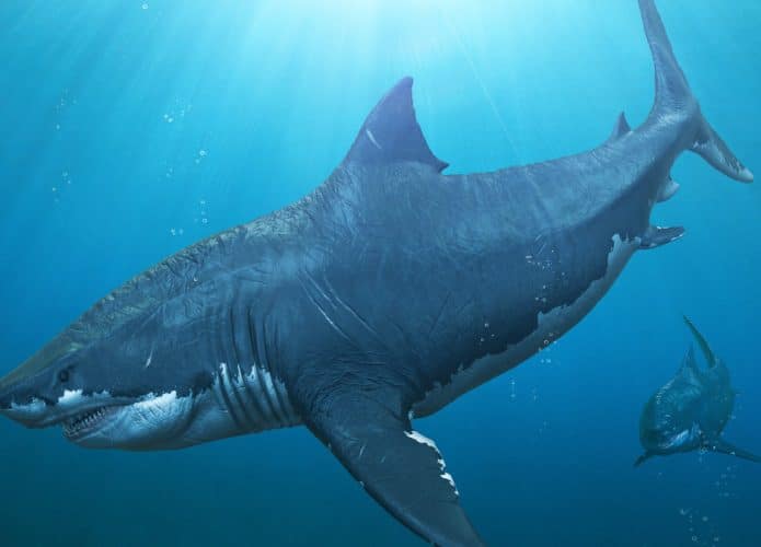 megalodonte-capa1-695x500