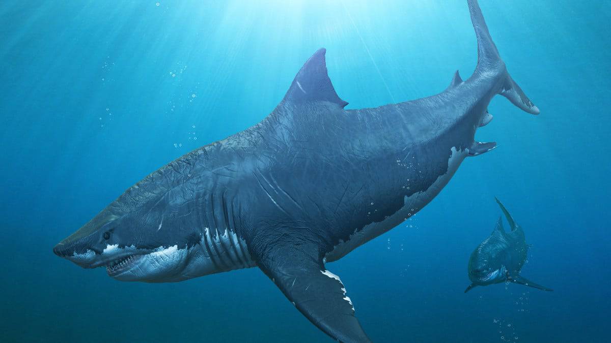 megalodonte-capa1