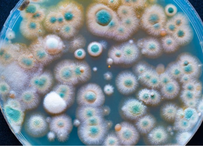 microbios-695x500