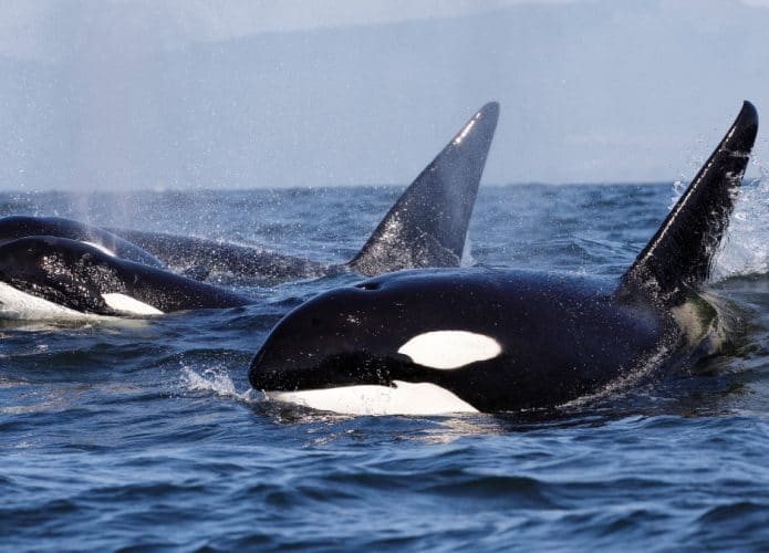 orcas-criadouros-humanos-capa-695x500
