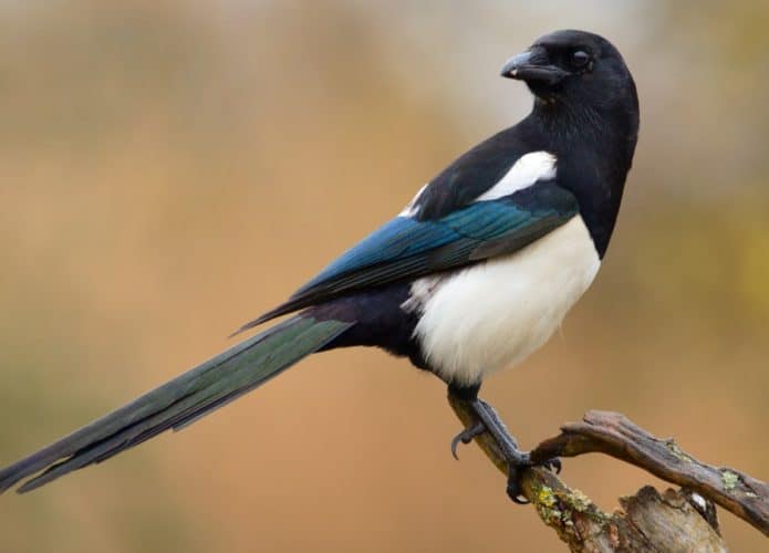 passaros-malandragem-magpie-695x500