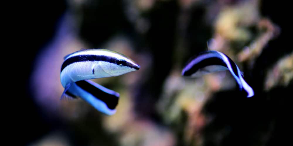 peixe-limpador