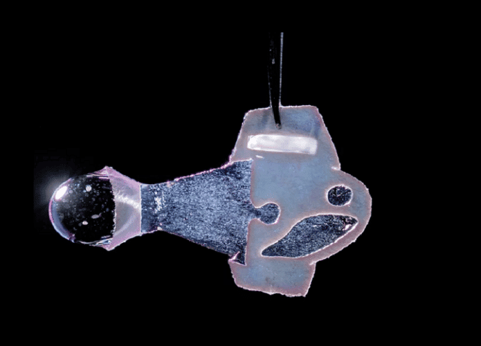 peixe-robo-695x500.png