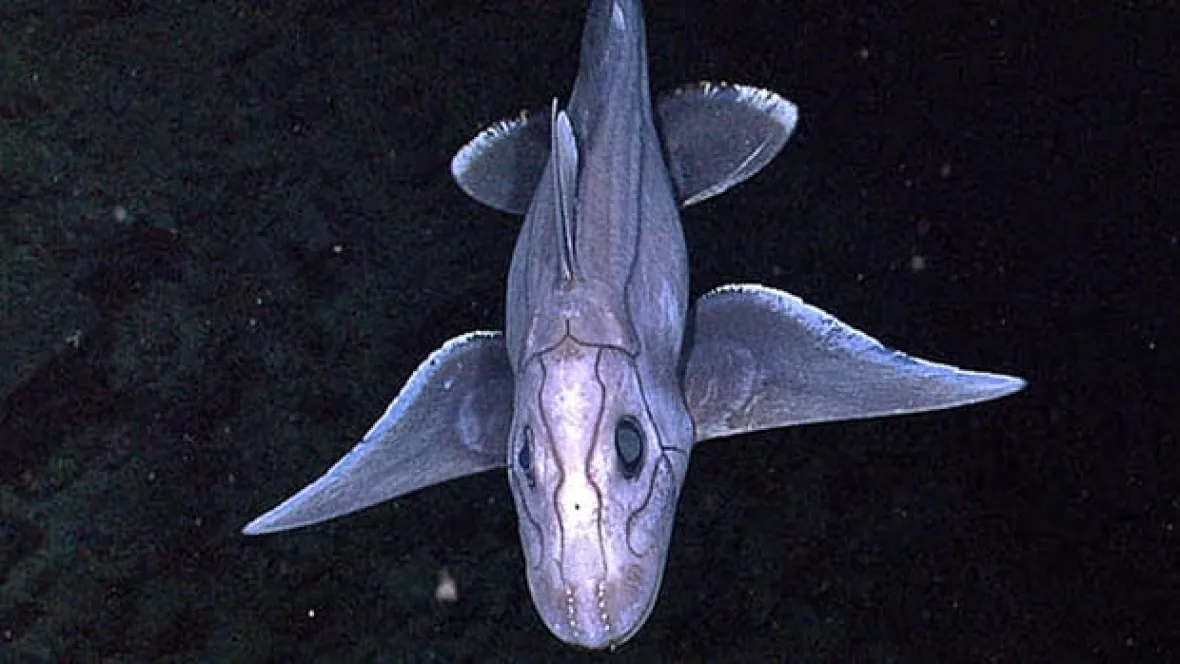 tubarao-fantasma-NOAA.webp