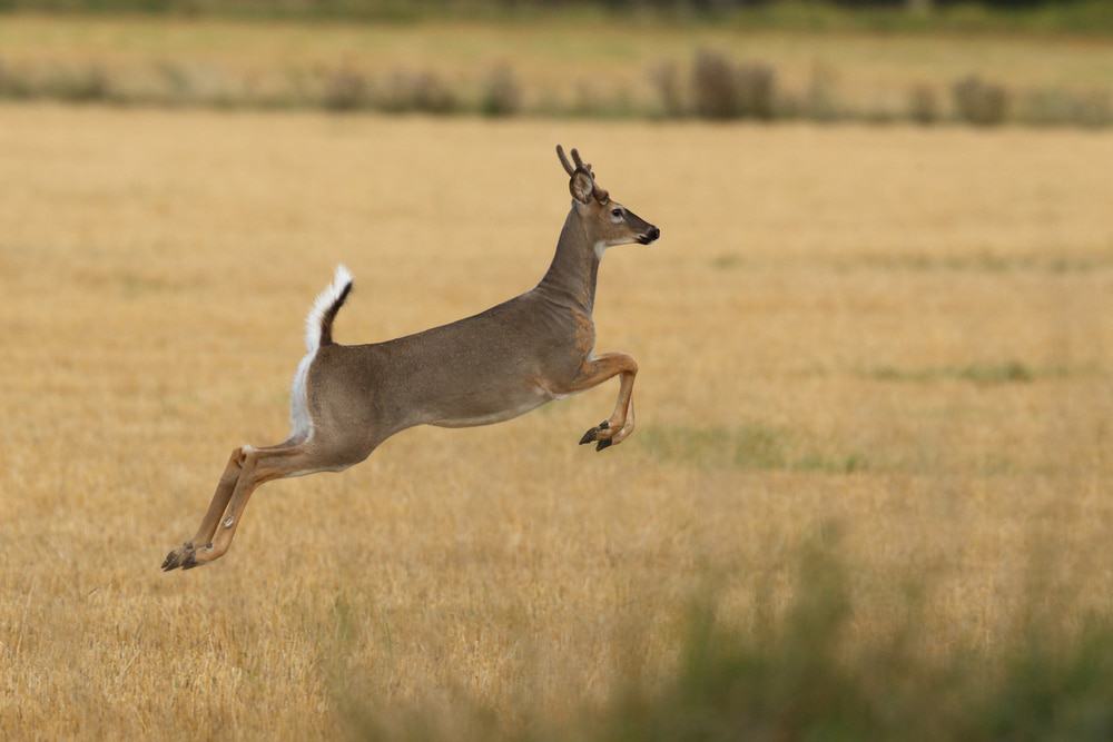 Odocoileus virginianus, espécie de veado que pode ser contaminado