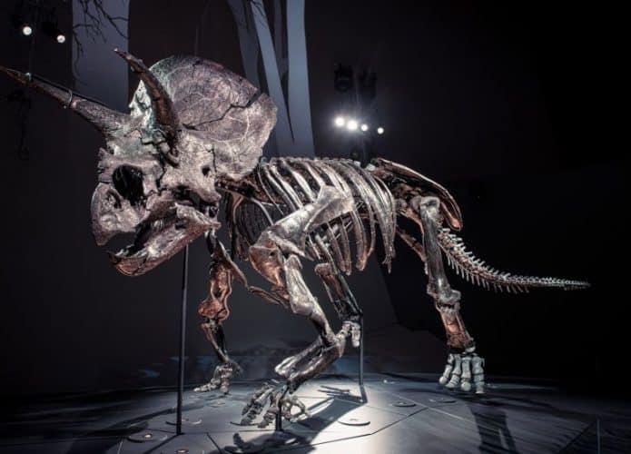 Triceratops-695x500