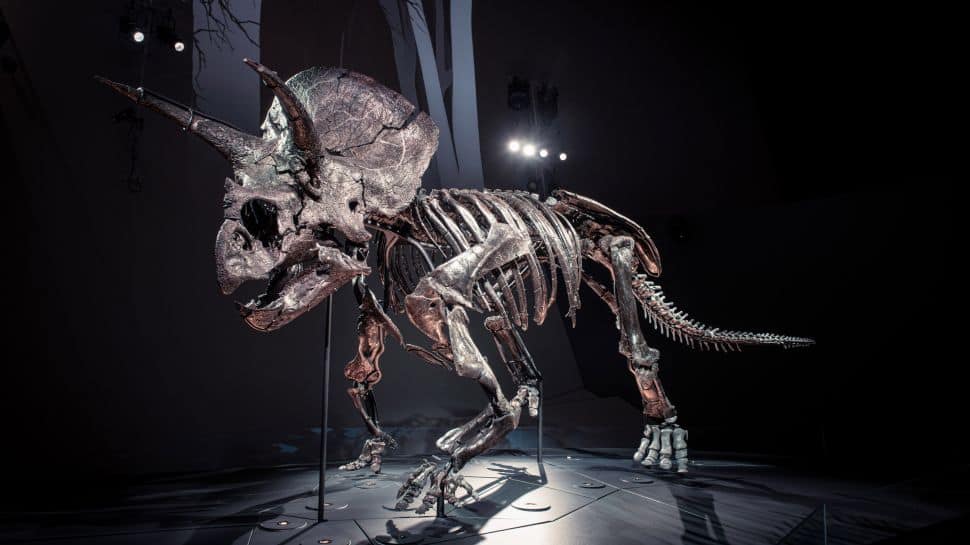 Triceratops