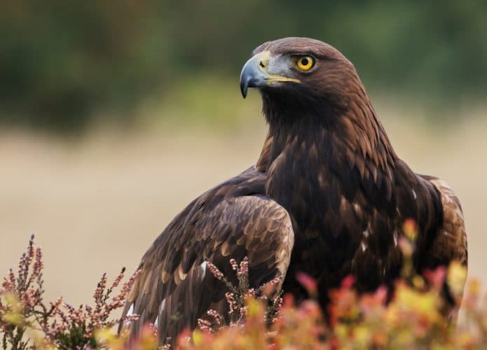 aves-de-rapina-capa-695x500