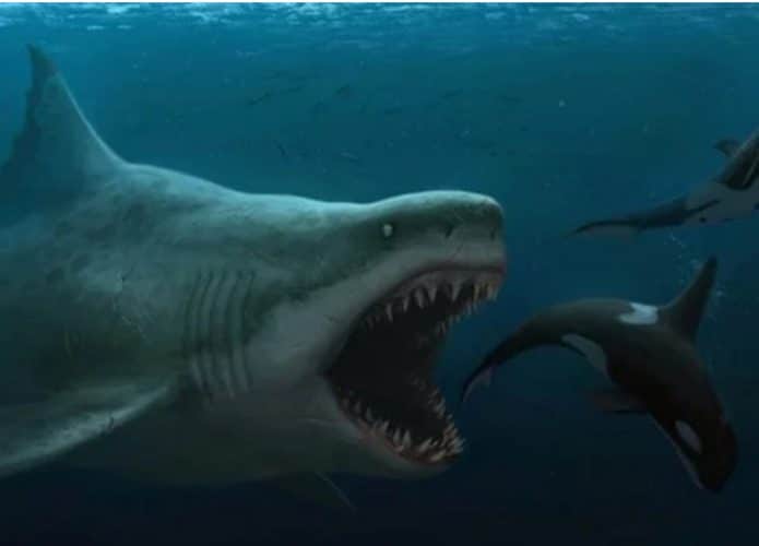 megalodonte-aguas-frias-capa-695x500