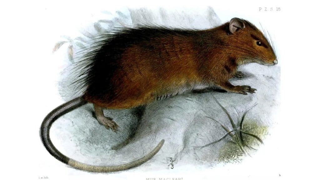 Uma ilustração do rato da Ilha Christmas, na Austrália, extinto em 1903: espécie pode um dia acabar sendo ressuscitada por meio de edição de DNA, dizem cientistas