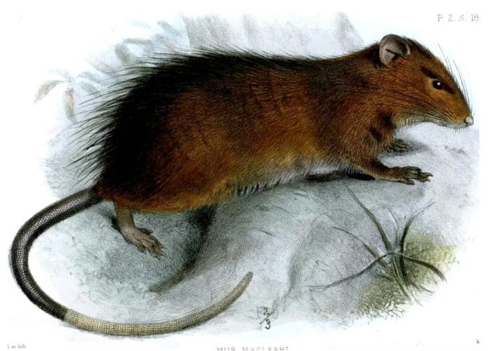 rato-australiano-extinto-695x500