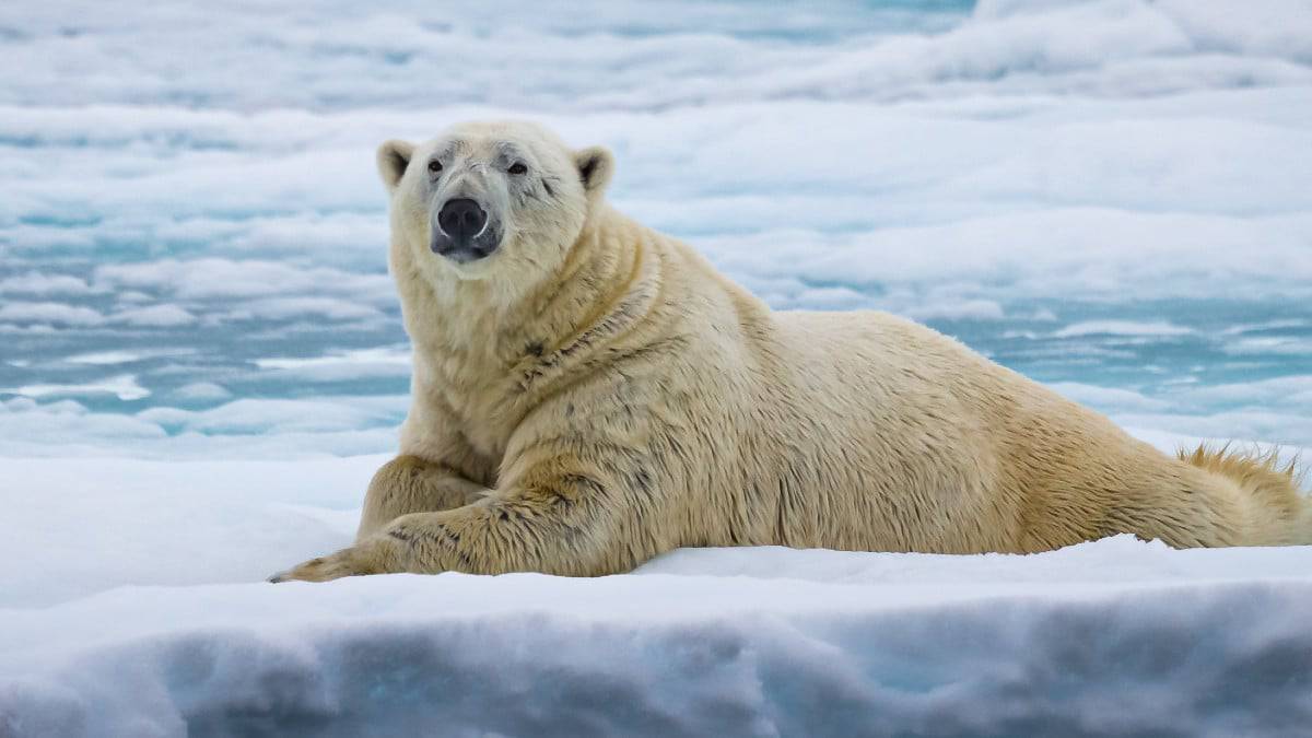 Pesquisa revela: região ártica perdeu um terço de gelo em 20 anos