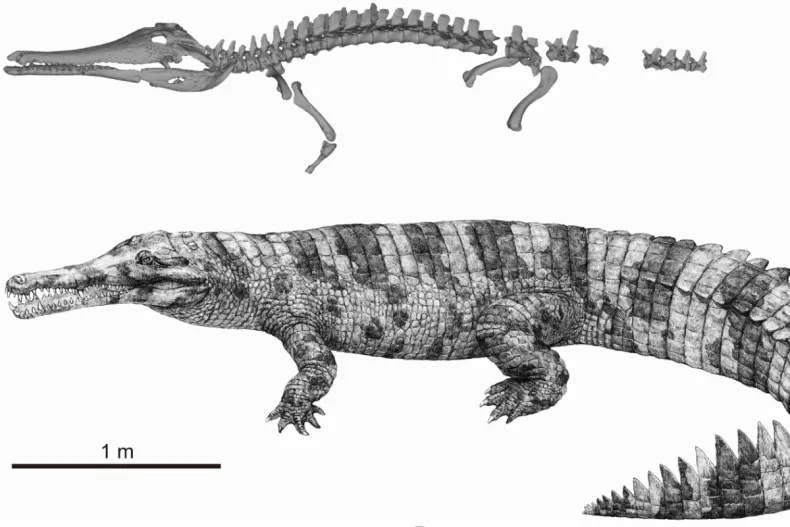 Imagem do Hanyusuchus sinensis, nova espécie de crocodilo que foi extinta pela ação humana há séculos