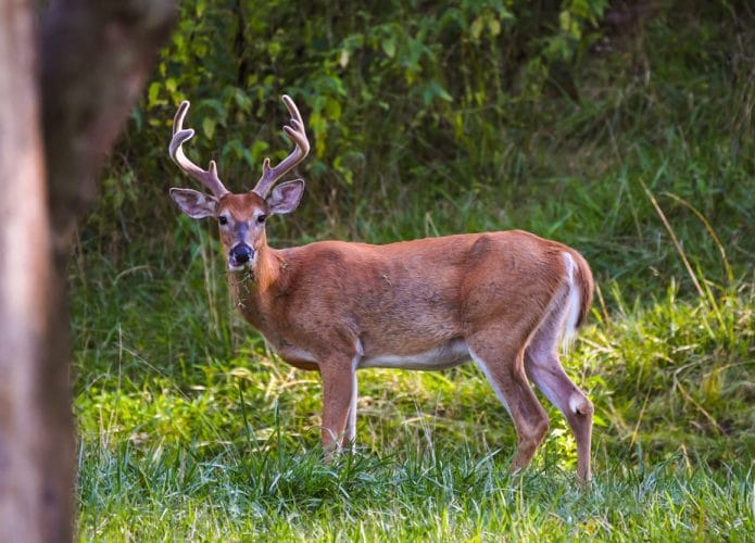Odocoileus virginianus