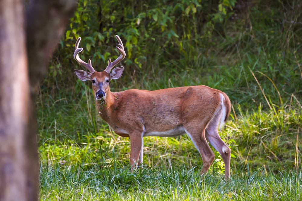 Odocoileus virginianus