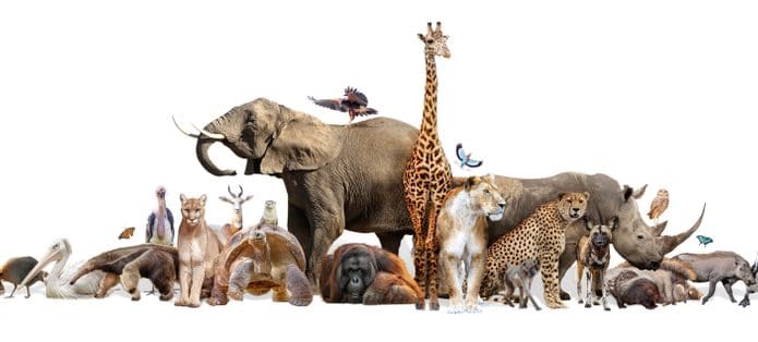 Diversos animais em fundo branco