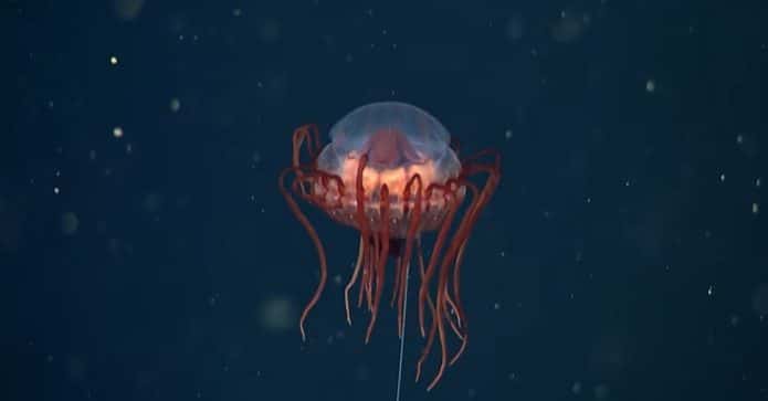 Atolla reynoldsi