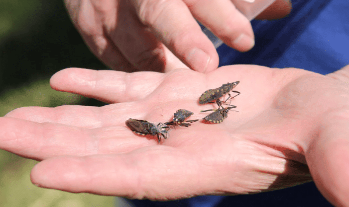 doença de Chagas