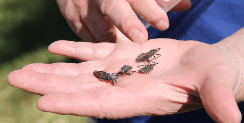 doença de Chagas