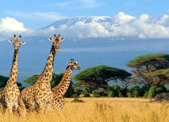 Girafas