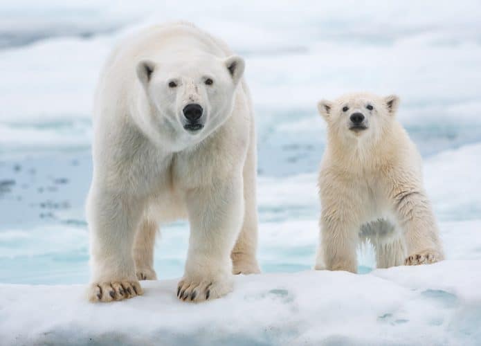 a ursa polar