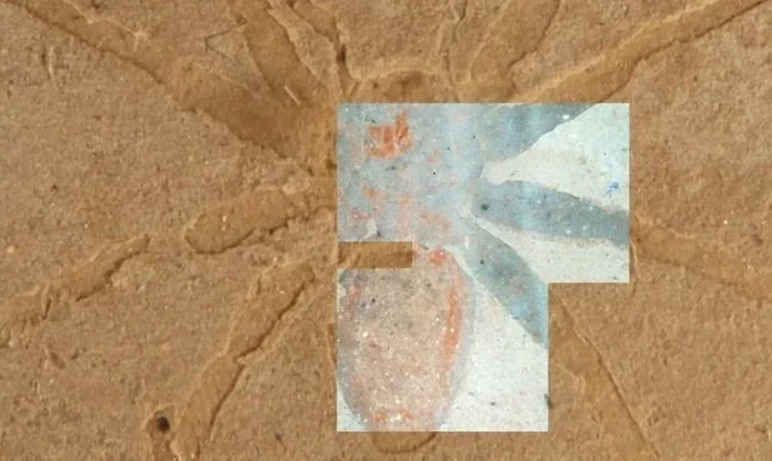 SpiderFossilUVLight_1024-695x415.webp