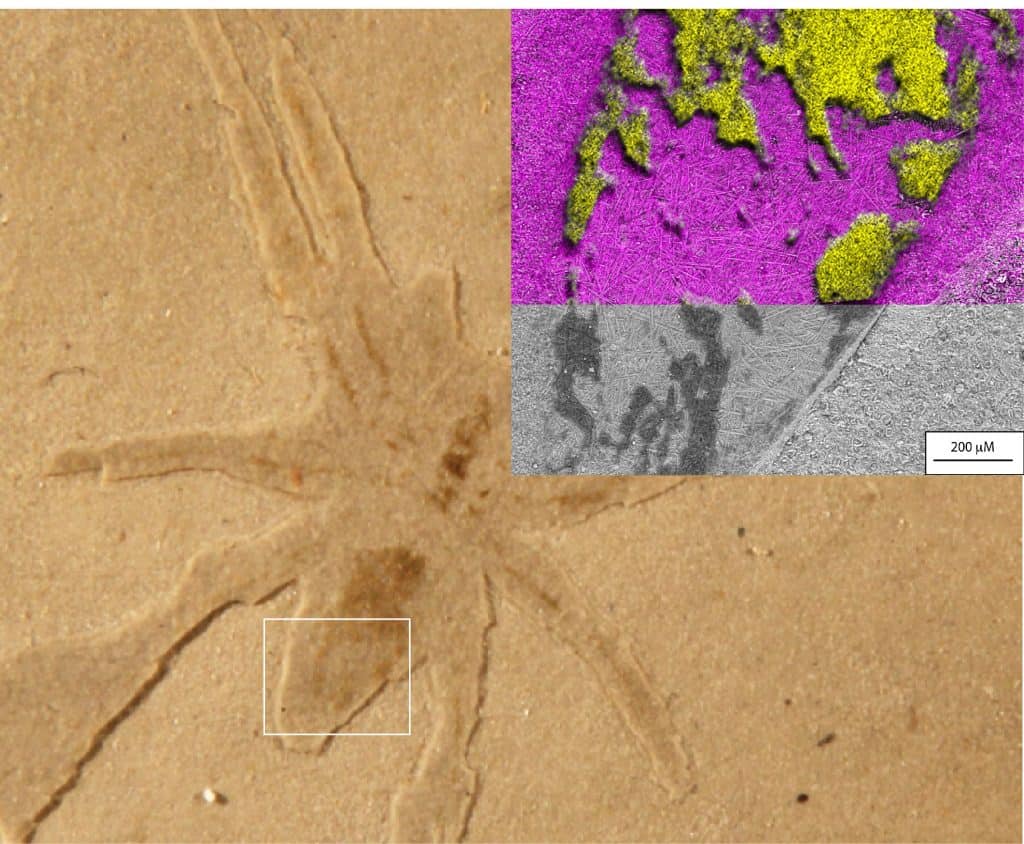 Análises em microscópio especial mostra que fóssil de aranha conseguiu conservar até mesmo parte das impressões de seus tecidos macios, sendo exibido aos estudiosos de forma muito mais detalhada e natural