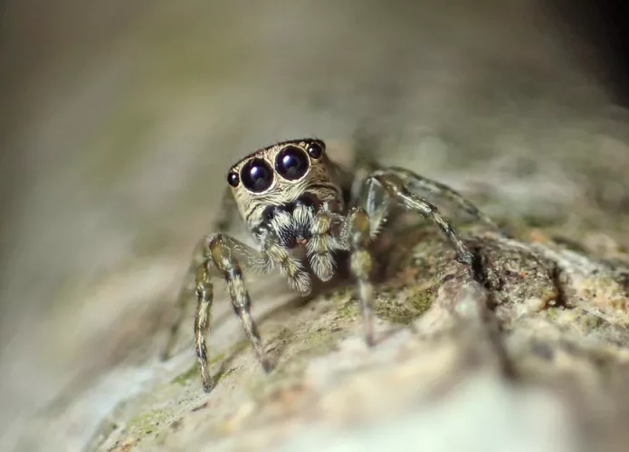 aranha