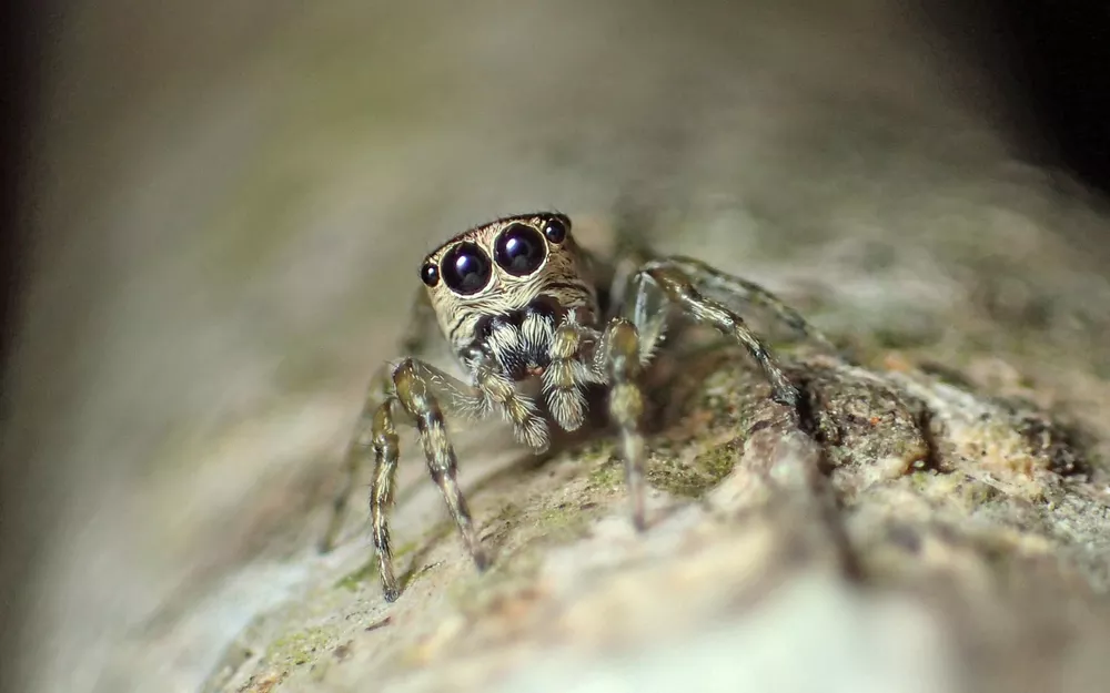 aranha