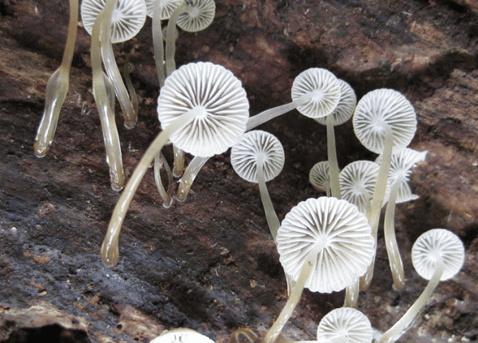 fungos-ilha-polinesia-695x500.png