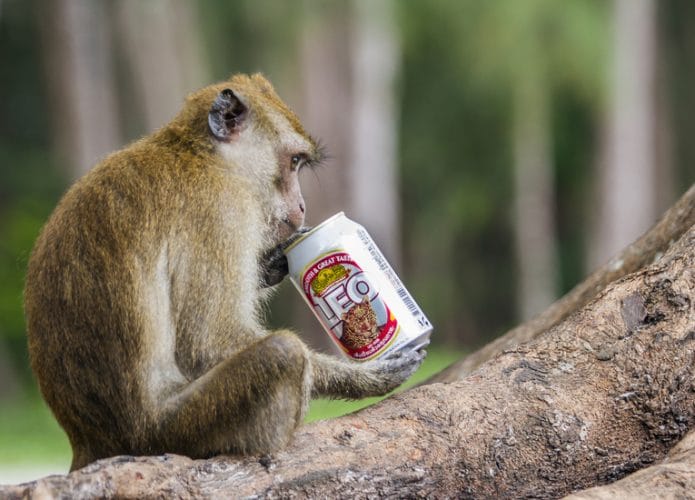 macaco-bebendo-695x500