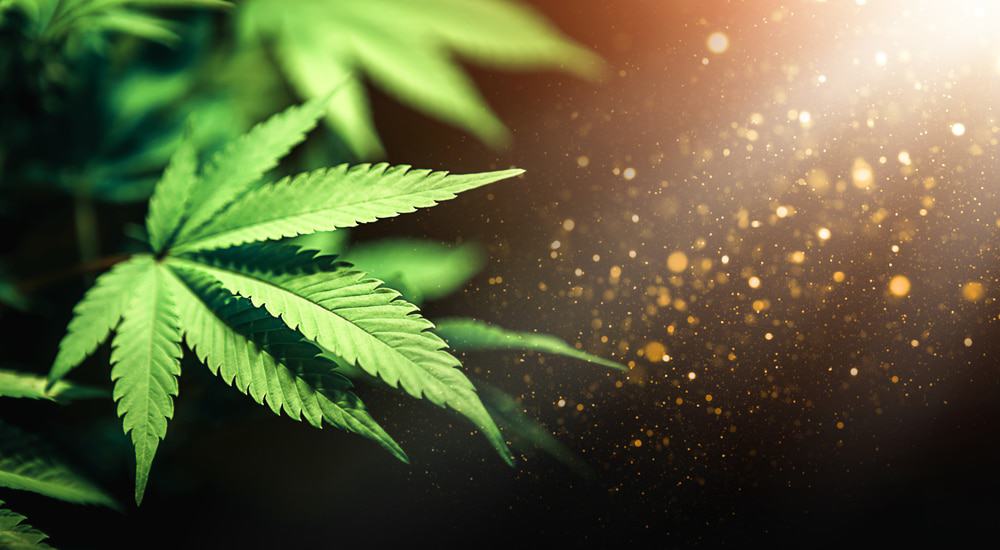 maconha