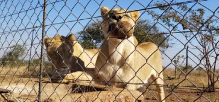 Após receberem tratamento com ocitocina, leões se mostraram mais amistosos e passaram a aceitar melhor a presença de outros felinos, sem rebeldia ou agressividade