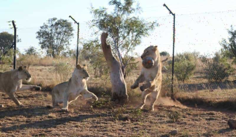 Leoas brincando com uma bola reforçada em santuário na África, após receberem tratamento hormonal destinado a reduzir a agressividade dos leões