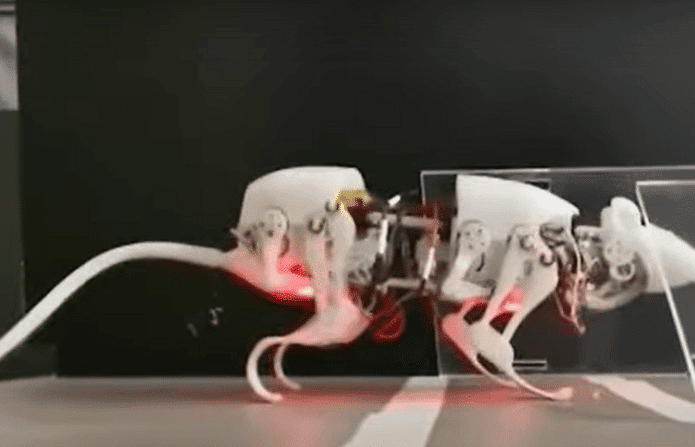 rato-robotico-695x447.png