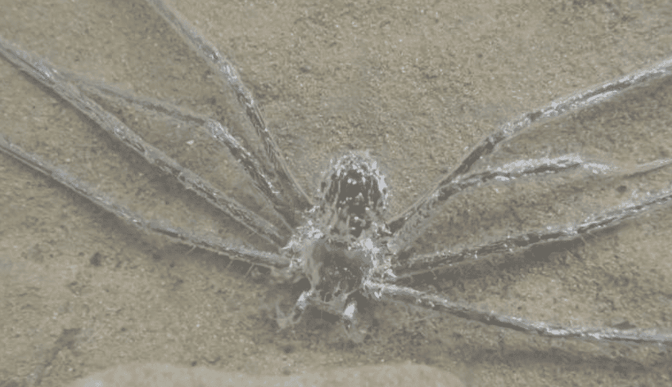 aranha