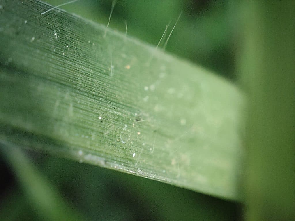 Foto com a câmera macro do Realme GT 2 Pro (Imagem: André Fogaça/Olhar Digital)