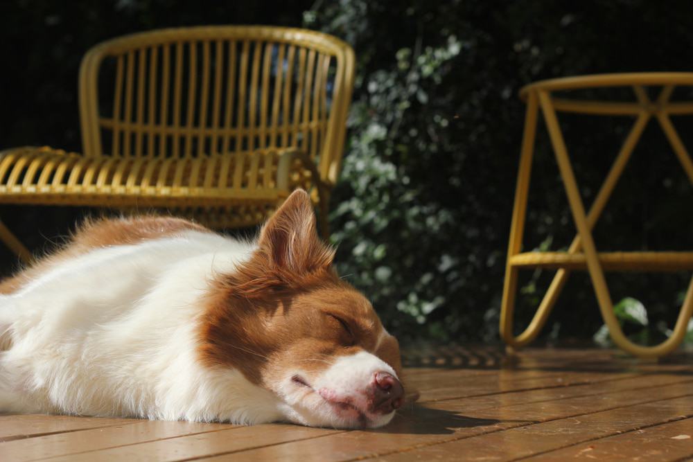 cachorro dormindo